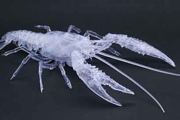 <フジミ模型>自由研究24 いきもの編 アメリカザリガニ 透明